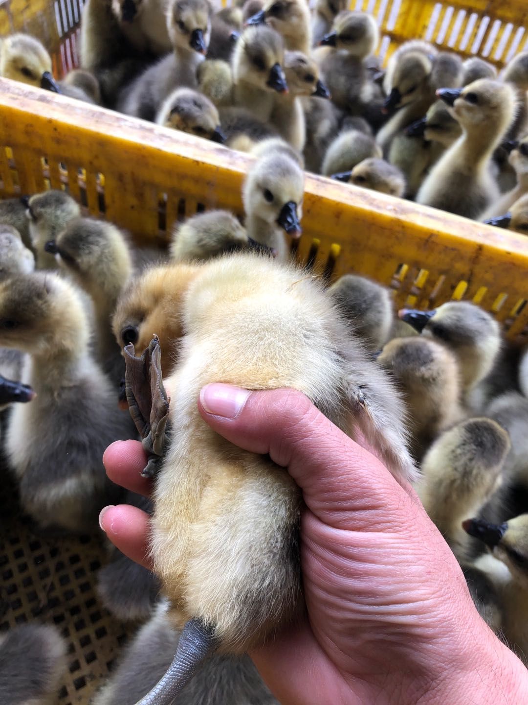 马岗鹅苗 孵化基地直供