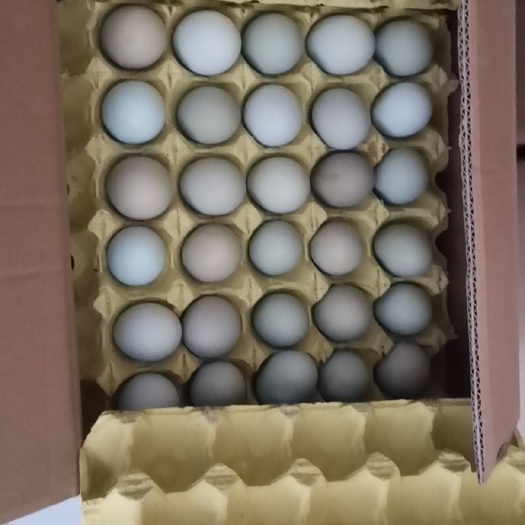 昆明 绿壳蛋     土鸡蛋