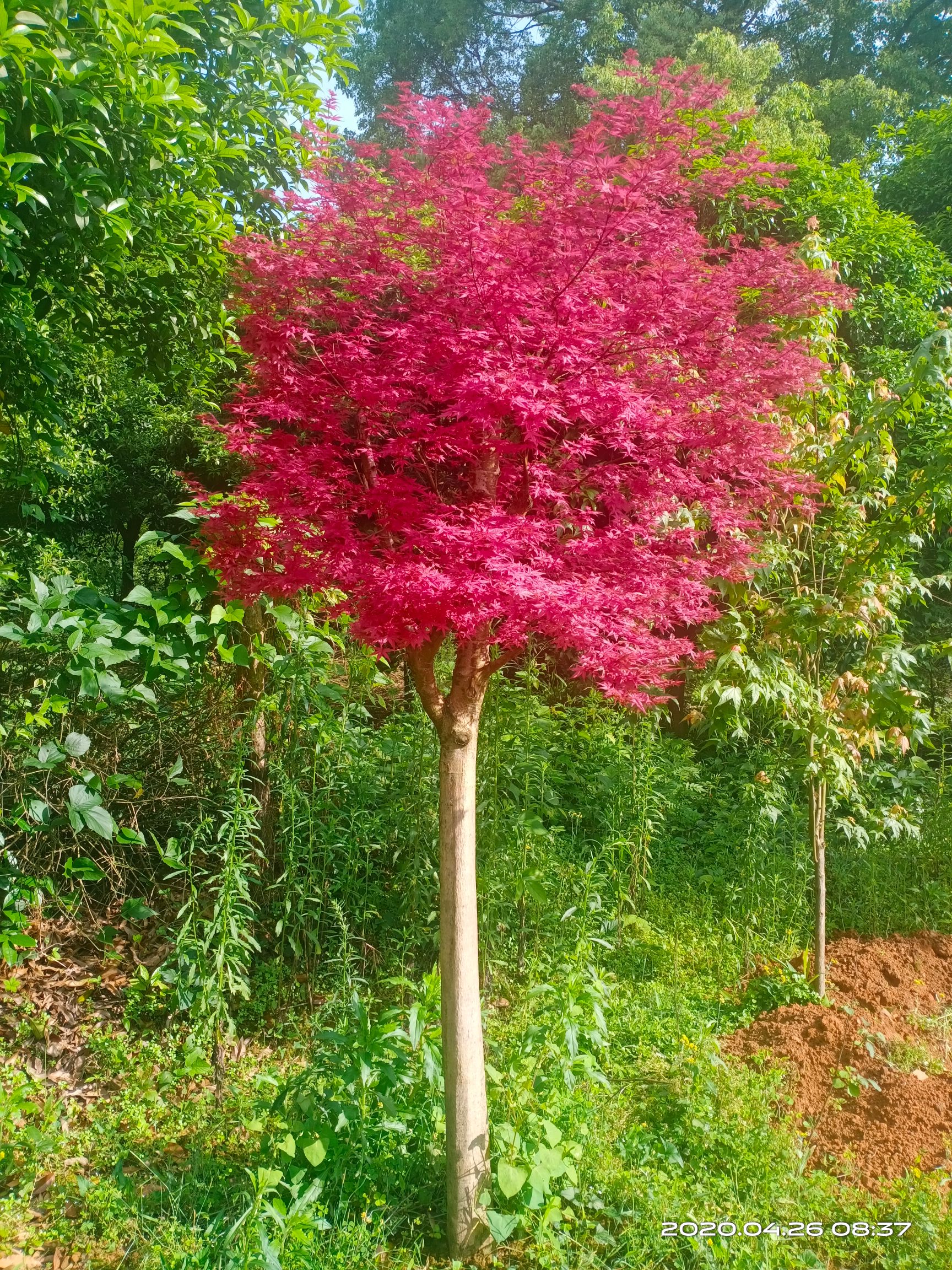 紅楓紅舞姬  自家苗圃 紅大袖  紅小袖袋苗