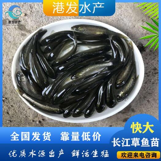 太原 草鱼苗