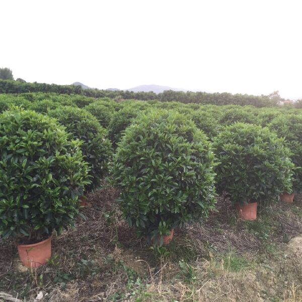 非洲茉莉