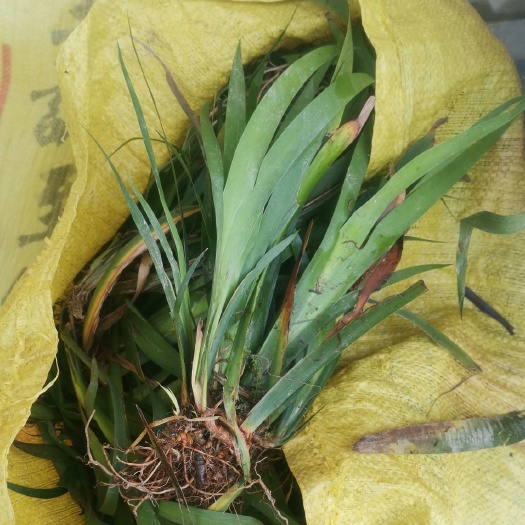 樟树市 石菖蒲苗深山石菖蒲苗包技术包回收