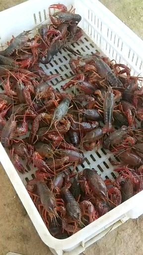 邻水县 邻水县九龙镇小龙虾