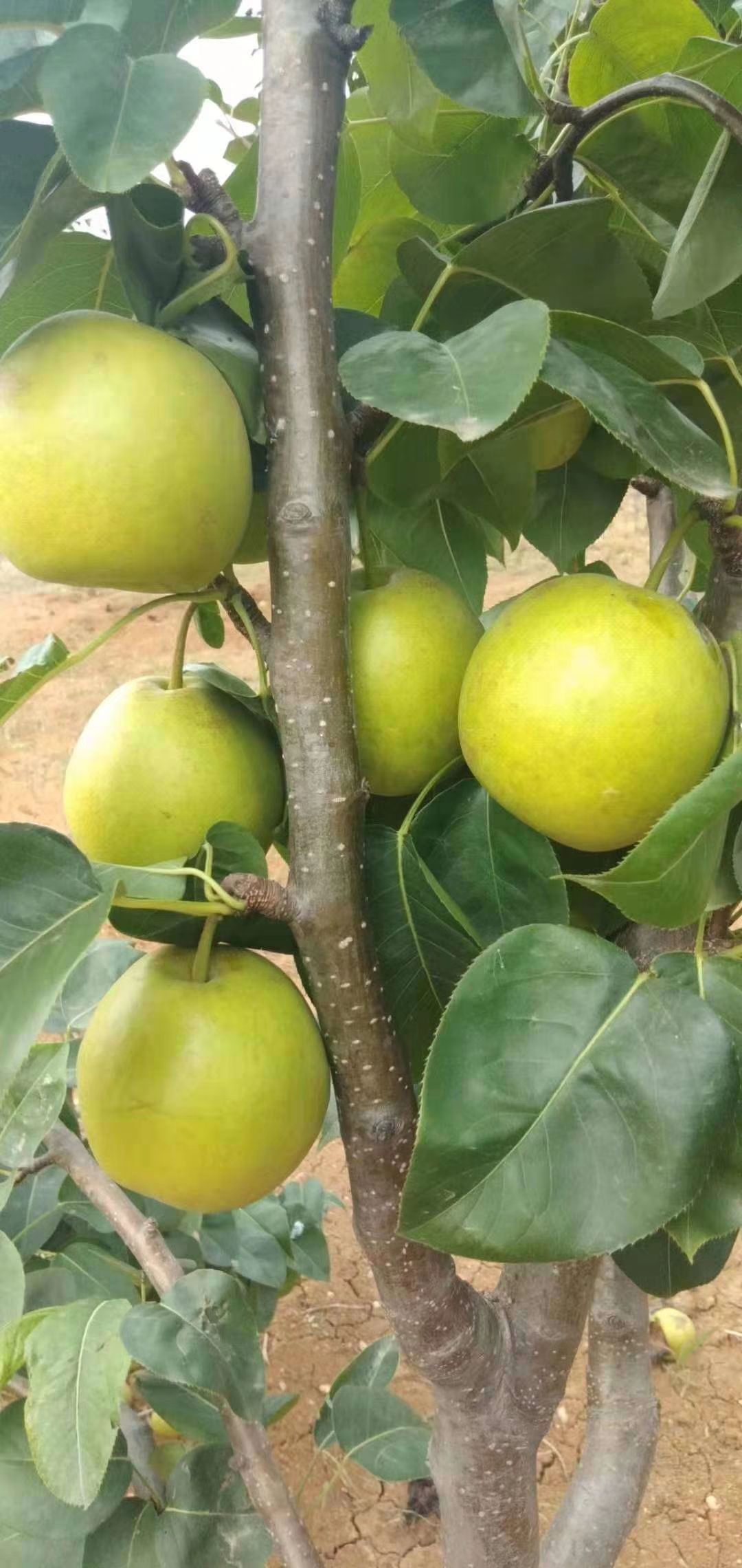 翠冠梨，肉嫩，汁多，甜而不腻