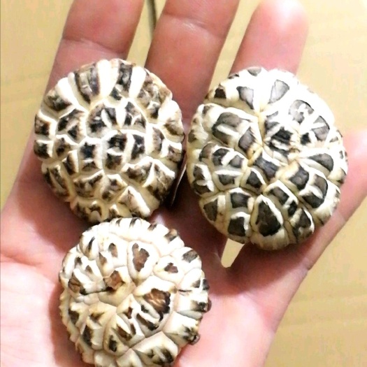 泌阳县茶花菇 裂纹深 靓度好 基地直销