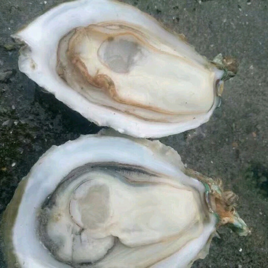 杭州生蚝 正宗湛江生蚝批发