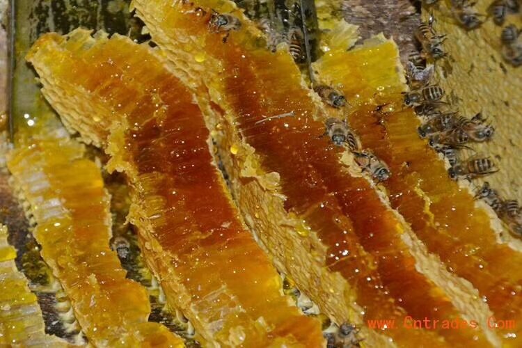  高原油菜花蜂蜜