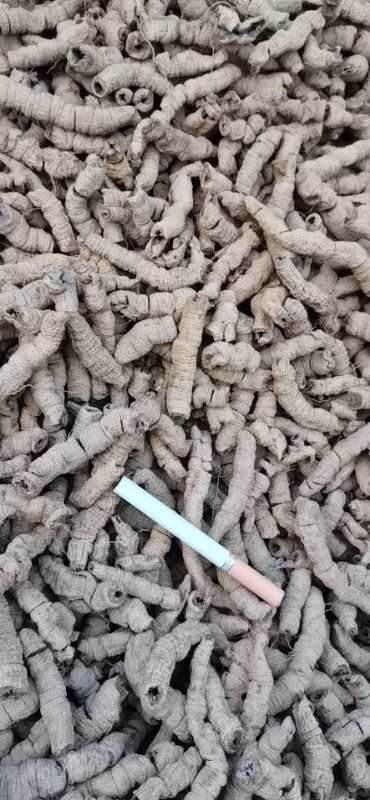 郁南县巴戟天中药材正品大肉抽芯鸡肠风滋补养生煲汤药膳调理食材