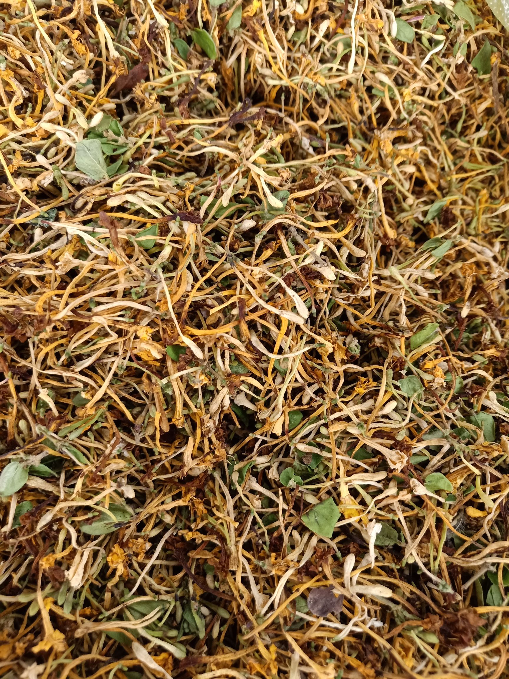 云南普洱深山金银花_清香