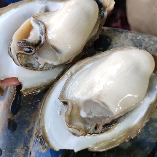 广州牡蛎  湛江生蚝 烧烤生蚝 场地直发大宗批发 薄壳脆肉