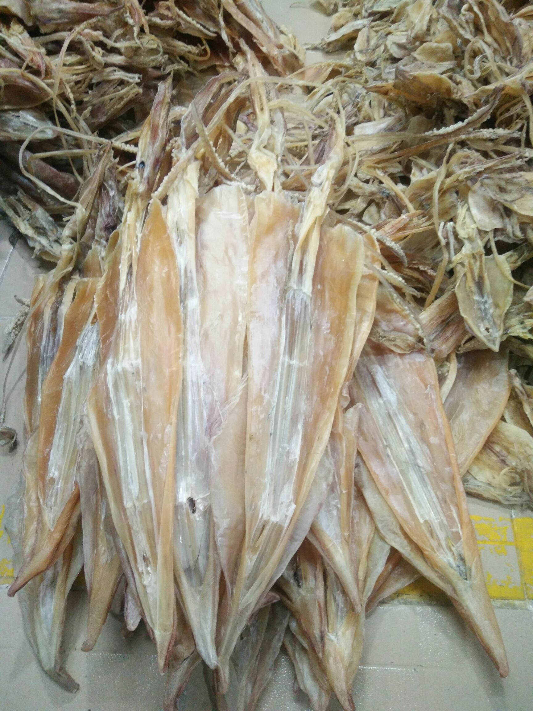  今年封海前的正宗北海靓鱿鱼，有需要的要快下单，封海后会升价