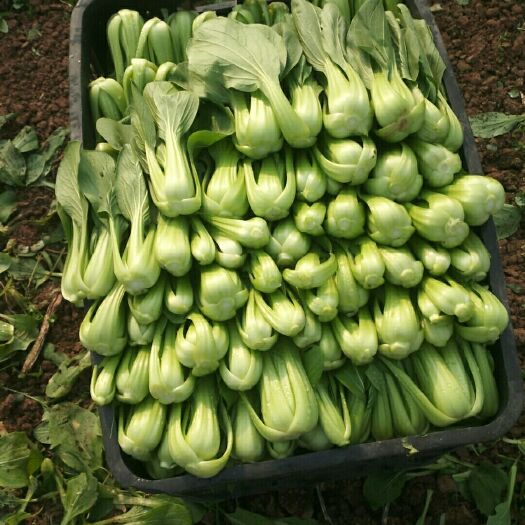 资阳 小白菜，上海青，瓢儿菜，