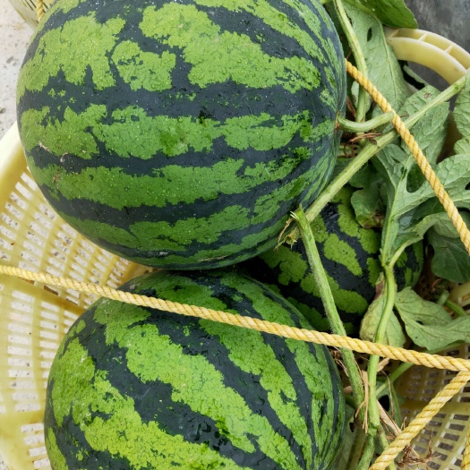 麒麟西瓜  广西百色西瓜上市欢迎新老顾客前来采购合作愉快。诚