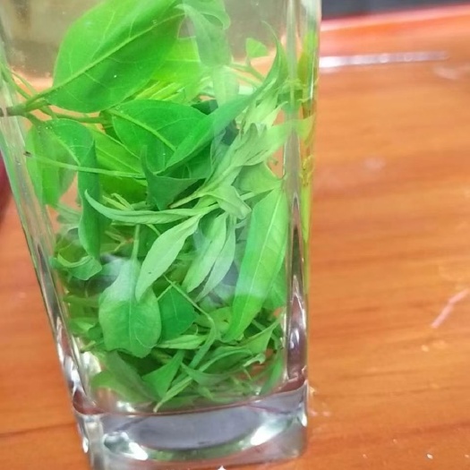 四川筠连小叶苦丁茶