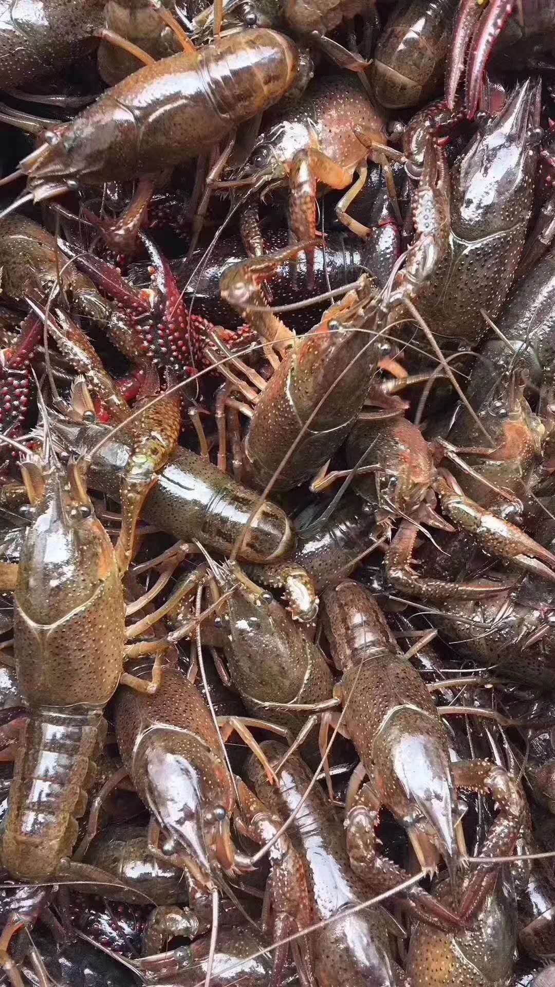  湖北洪湖小龙虾 可视屏看货 产地直销可线上销售