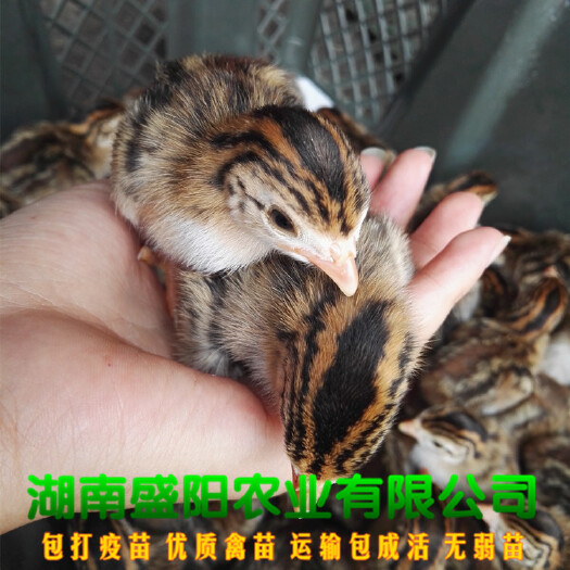 衡阳厂价直销珍珠鸡出壳苗土鸡苗另有贵妃鸡苗出售包运输出厂疫苗到位