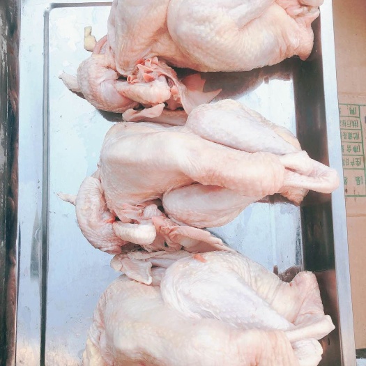 廊坊白条鸡 新鲜