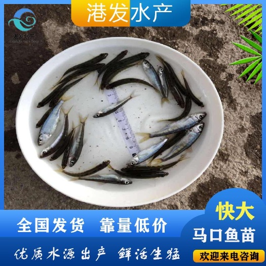 马口鱼苗批发 淡水鱼苗 冷水鱼苗供应/采购商机