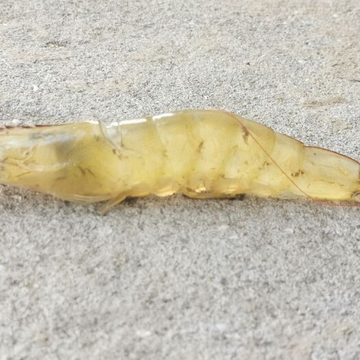 漳州中国对虾  产地直供对虾震惊全场价格！40-50条国南美白对虾活、冰虾
