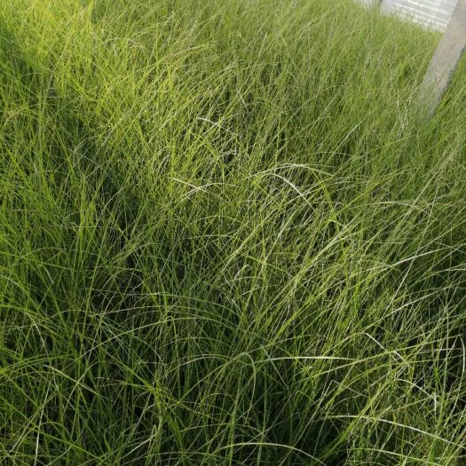 青州市水生细叶芒