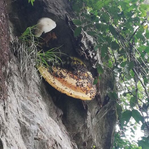 金平县 正中生态环境下的高源蜂蜜