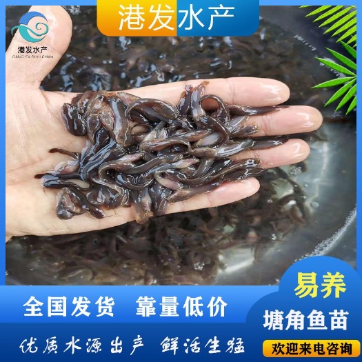 湘潭 正宗本地塘鲺鱼苗