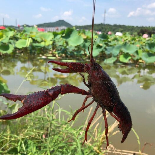 洪湖市 湖北洪湖小龙虾 可视屏看货 产地直销可线上销售