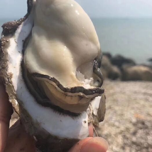南京湛江牡蛎 正宗湛江蚝批发