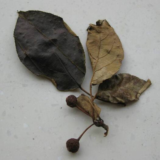 秭归县 湖北特产，三皮罐茶叶！
