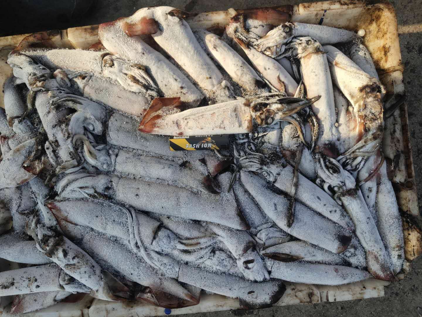 冷冻鱿鱼 北部湾鱿鱼，南海红鱿原料，船冻全规格