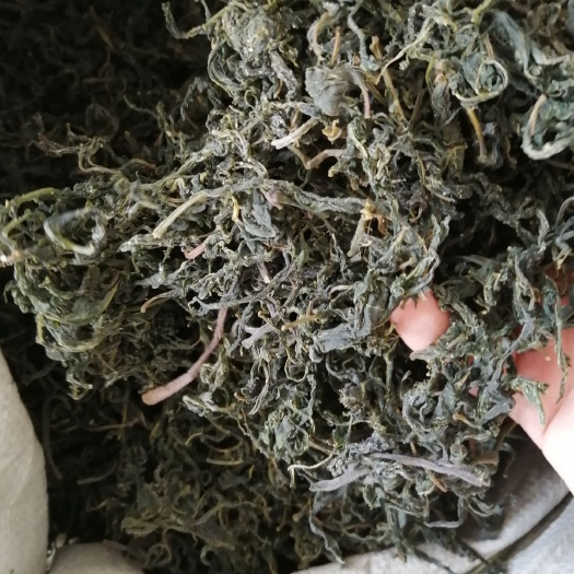 南漳县红香椿芽  脱水干香椿芽子