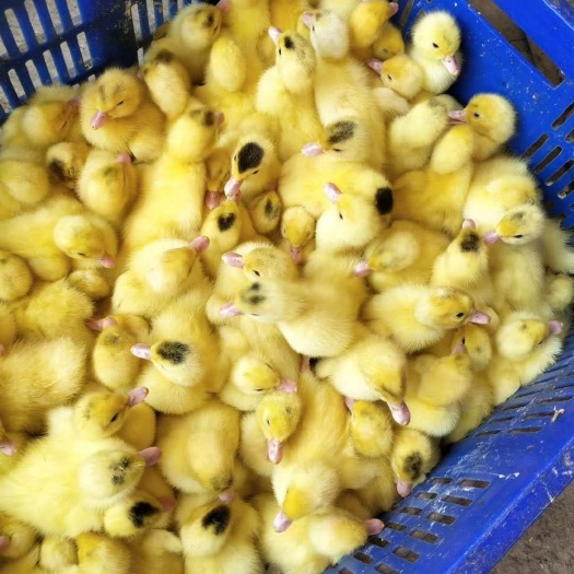 衡阳基地直销鸭苗白番鸭苗另有土鸡蛋鸡苗乌骨鸡苗鹅苗运输包损耗鸡苗