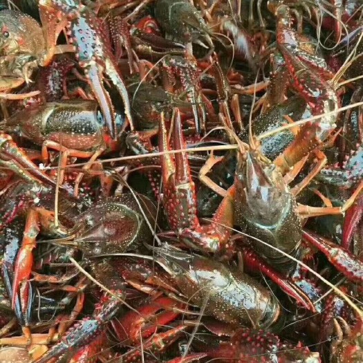 洪湖市 湖北洪湖小龙虾 可视屏看货 产地直销可线上销售