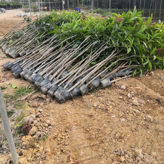 普宁市 芒果苗。头径1-5公分。胸径3-5公分2万棵