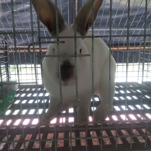 蒙城县獭兔种兔 品质好质量优肉皮两用