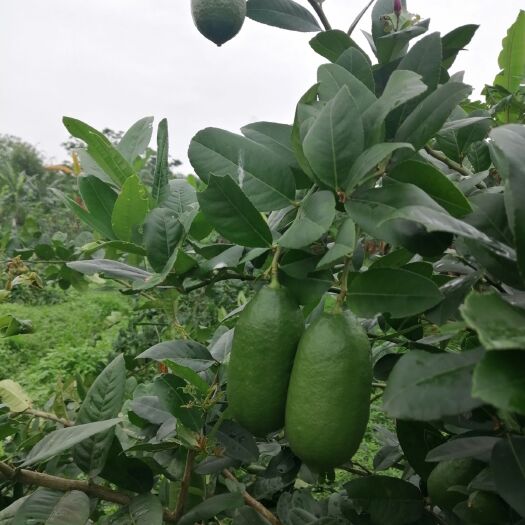 博白县香水柠檬 2 - 2.6两