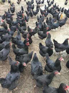 南宁五黑鸡苗绿壳蛋鸡苗包打疫苗发货 厂家直销包邮