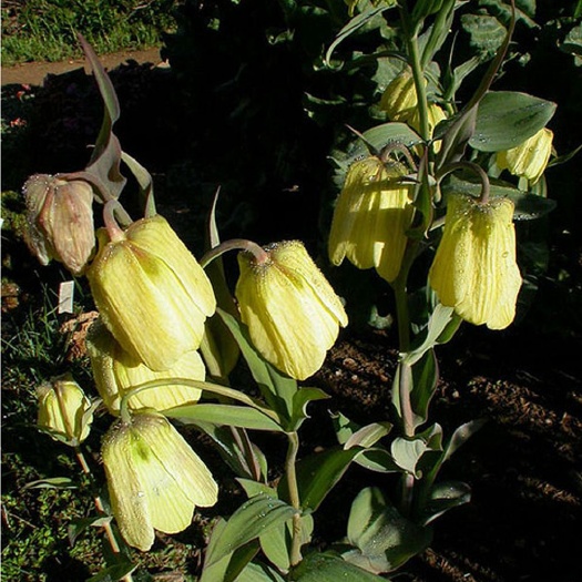 巩留县 上好的伊犁贝母，一手种植户，5000kg