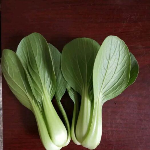 曹县上海青  精品小油菜