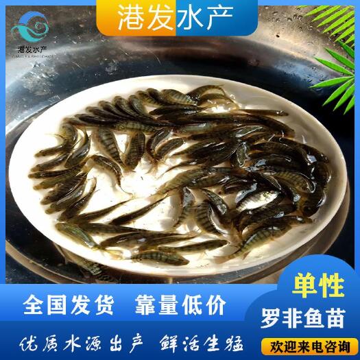 洪江市 精选脆肉罗非鱼苗 手把手养殖教学 让利润翻倍