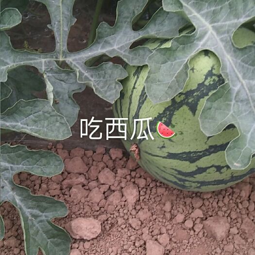 运城 夏宝无籽西瓜即将上市，望各位客商前来采购132236944
