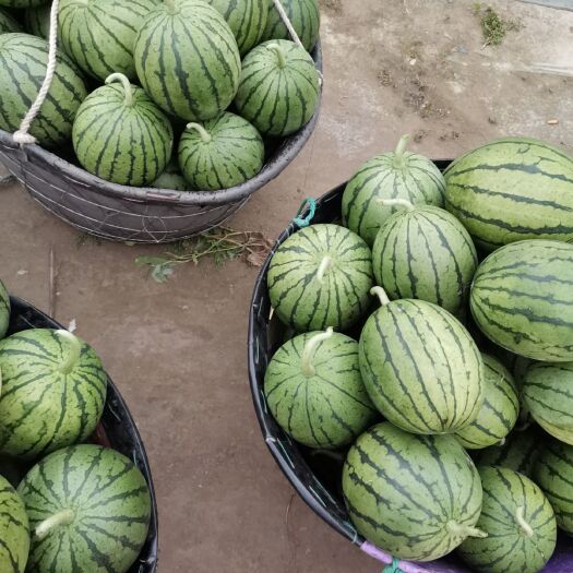 杭州 又甜又熟又红小西瓜