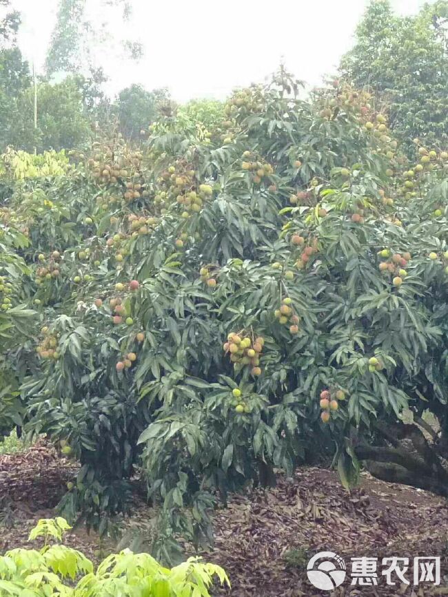 妃子笑荔枝  海南妃子笑皮薄汁多新鲜可口新鲜上市