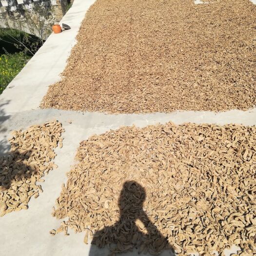 丹凤县宁陕天麻 药用价值非常高