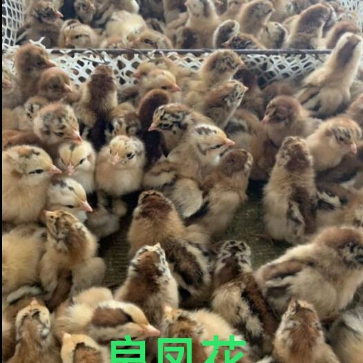 良凤花鸡苗  大种良凤花