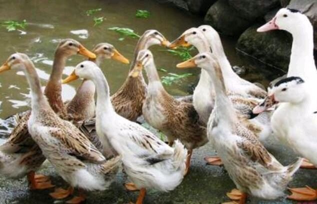 南宁江南一号蛋鸭苗