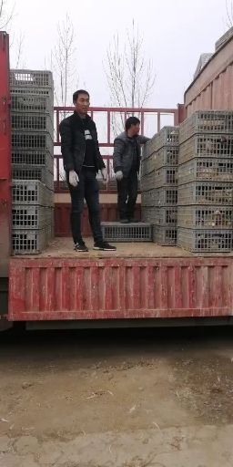井陉县 提供海兰褐（灰）罗曼灰（粉）京红（粉）农大三号大午金凤青年鸡