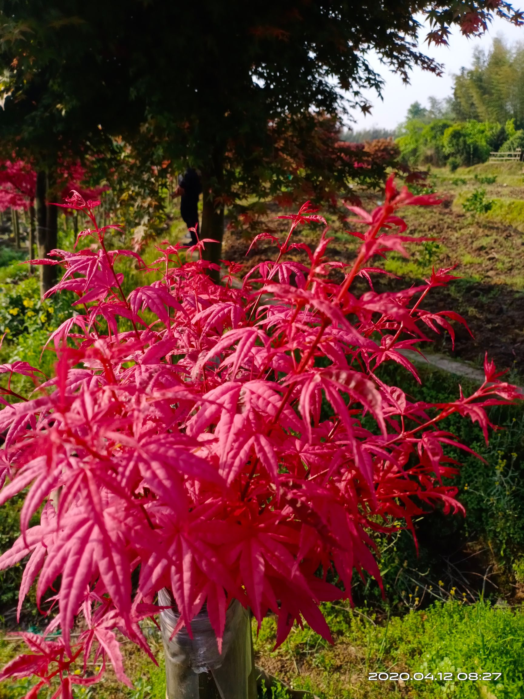 紅楓紅舞姬  自家苗圃 紅大袖  紅小袖袋苗