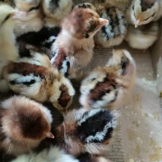 南宁清远2号麻鸡苗 清远麻鸡