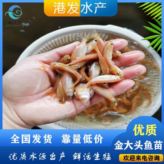 三亚 金大头鱼苗
